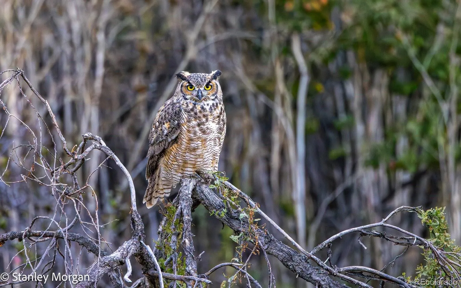 Thornton, Colorado 80233, United States, 4 Bedrooms Bedrooms, ,2 BathroomsBathrooms,Residential,Active,166922