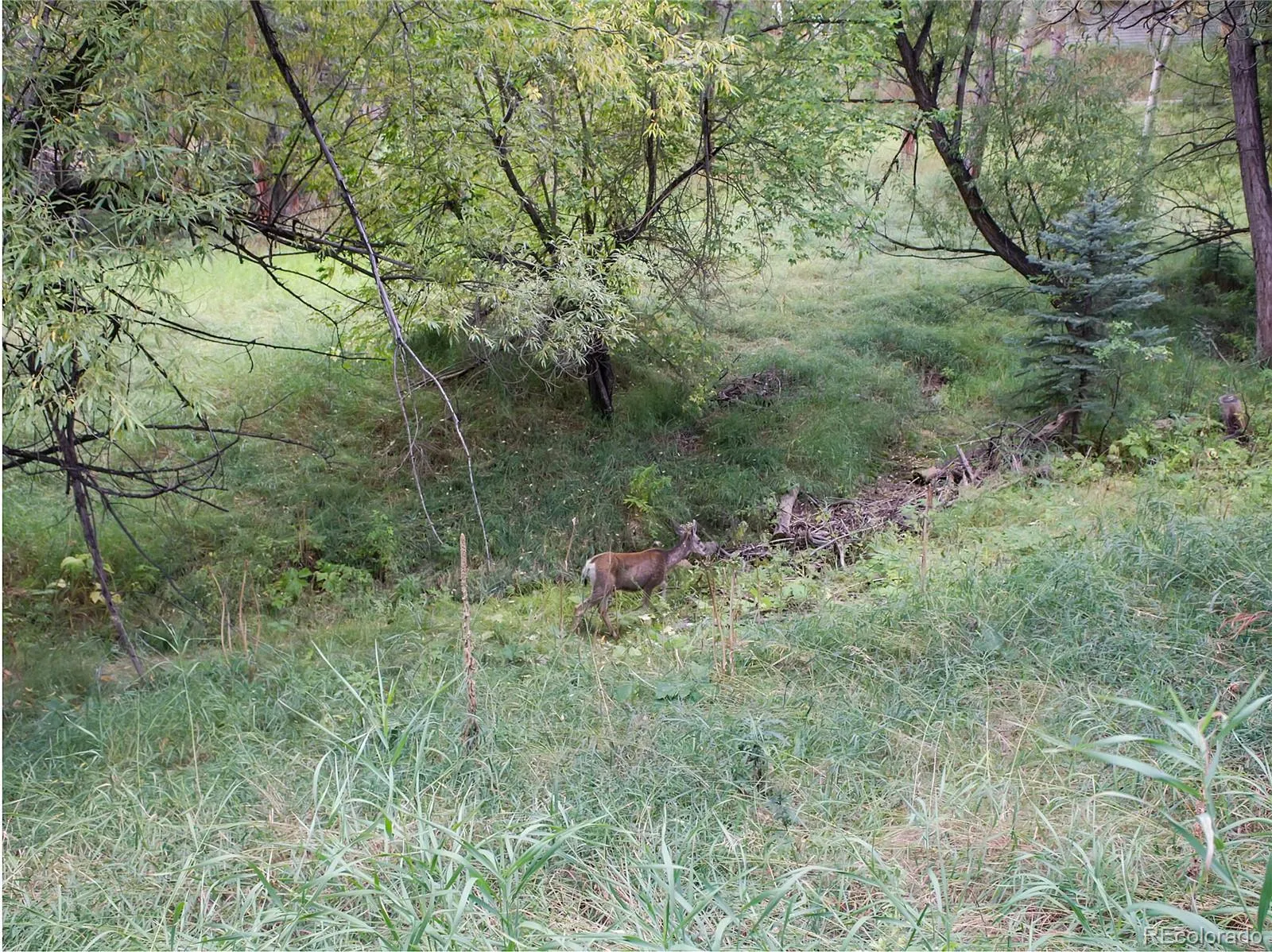 Indian Hills, Colorado 80454, United States, ,Land,Active,215450