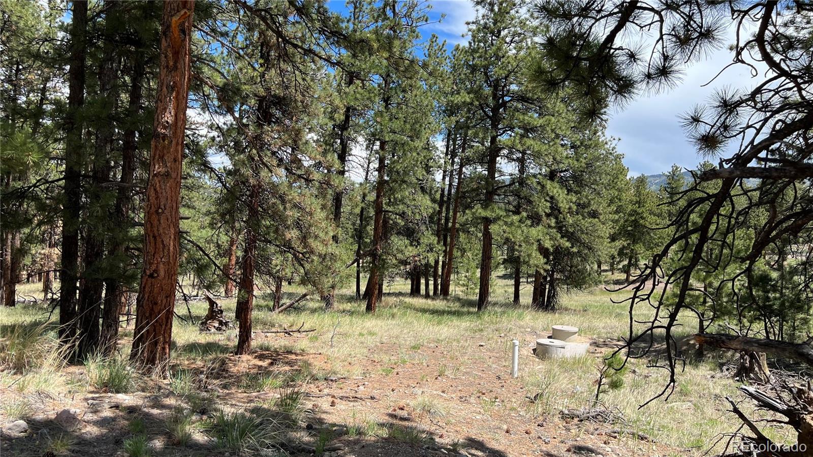 207 Little Bear Drive