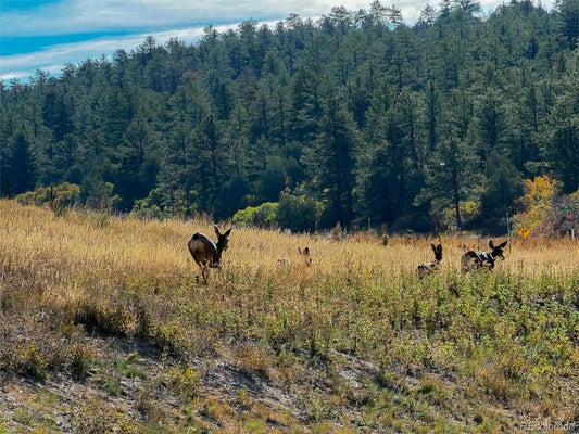 6235 PERRY PARK BLVD, LARKSPUR, CO 80118 - Image 3e6c4e0f037d3fb26f249880fc5b57ac/3695815988