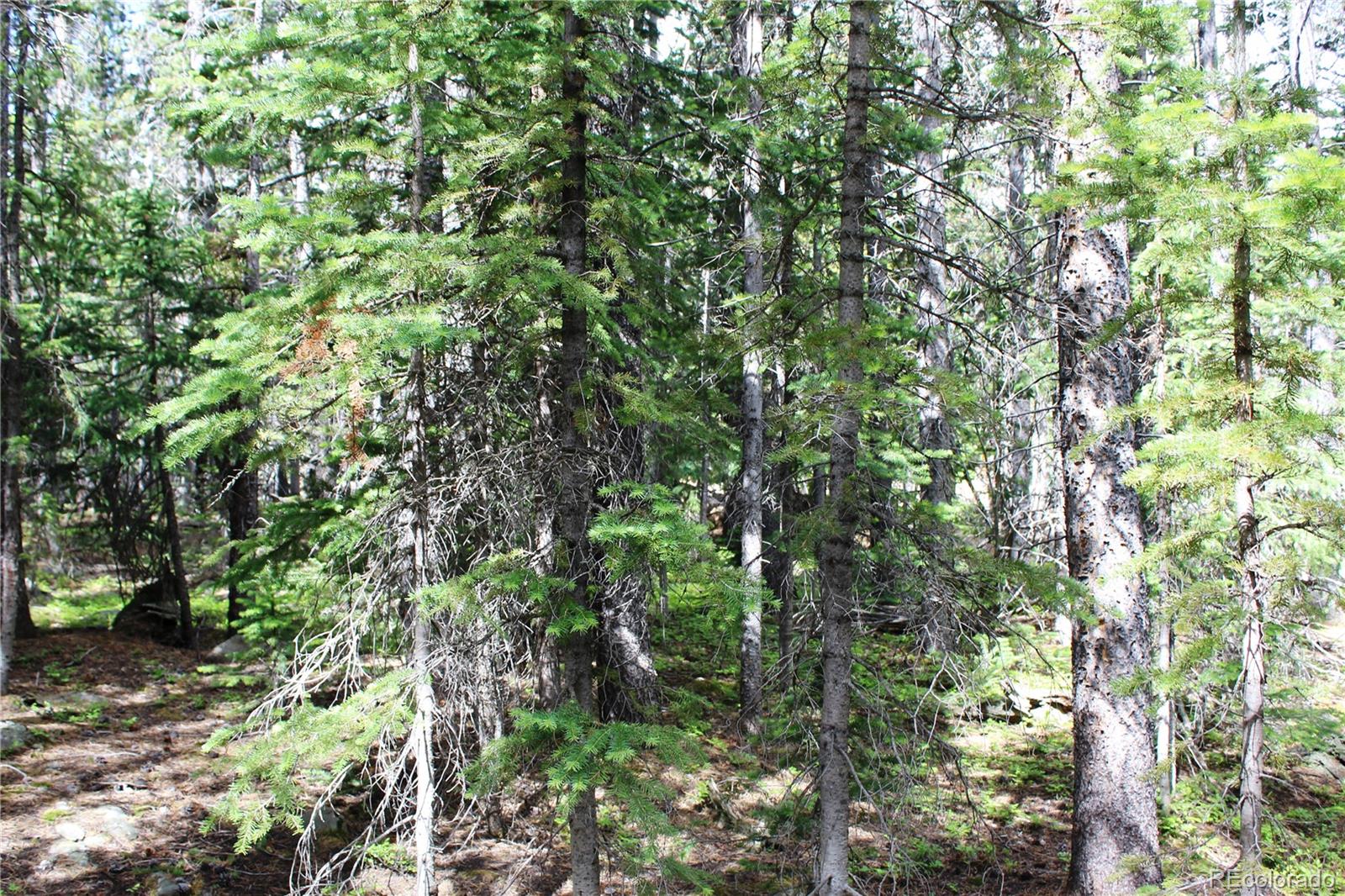 Lot 209 Upper Forest Road