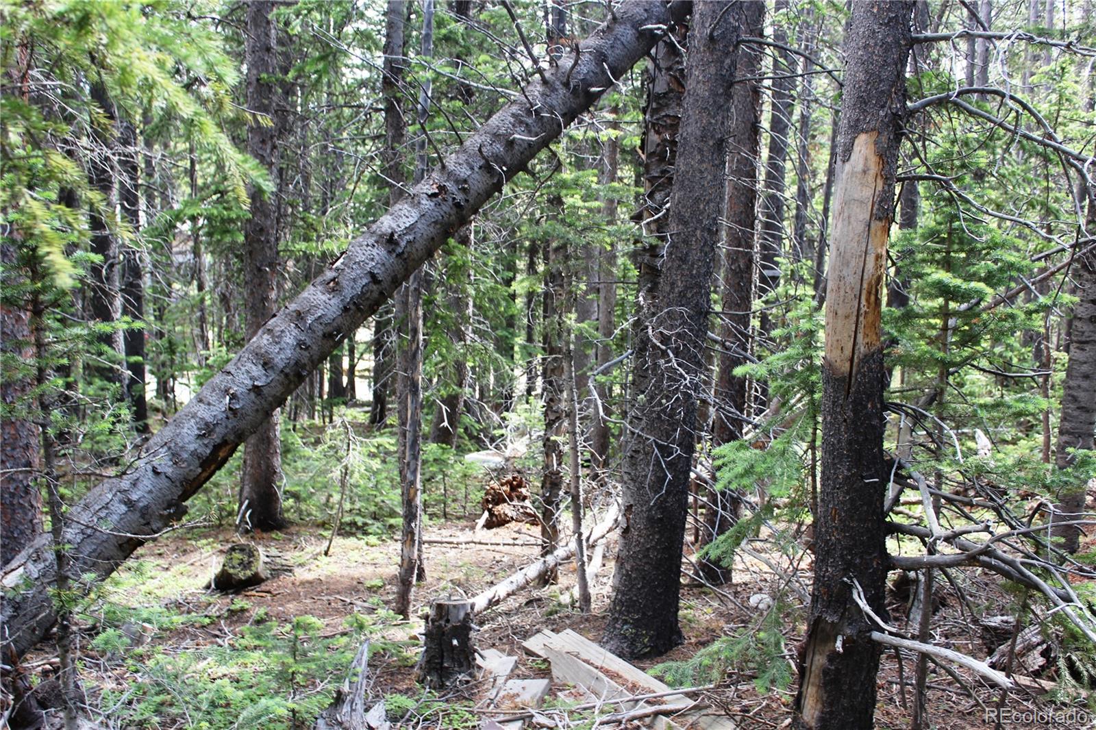 Lot 209 Upper Forest Road