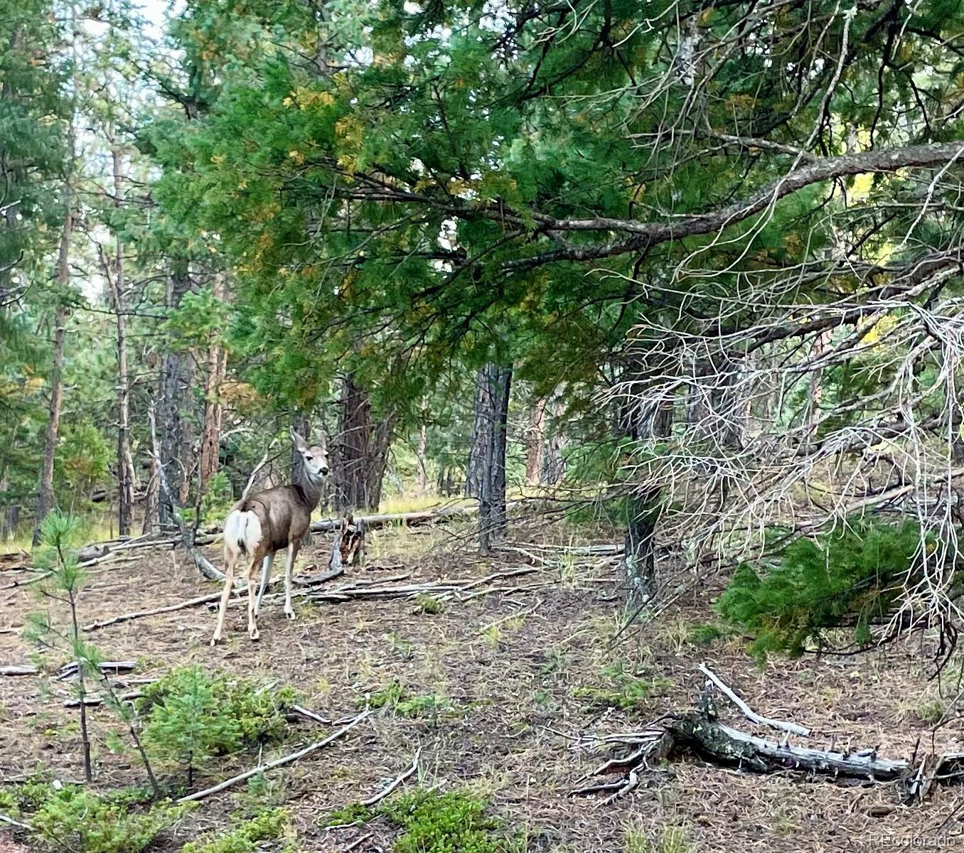 1342 Old Crystola Canyon Road