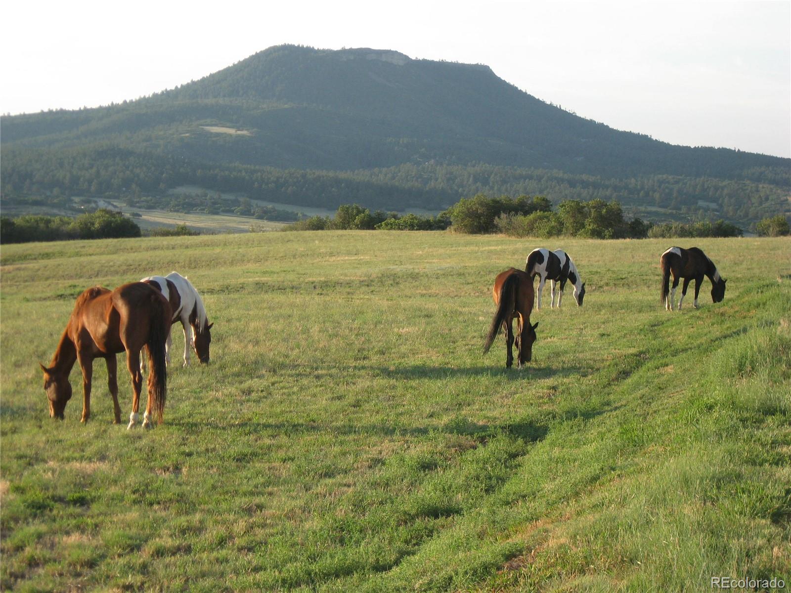 5351 Tall Horse Trail