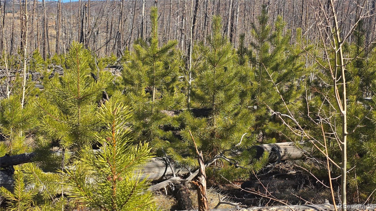 Lot 1460 Von Heyl Lane