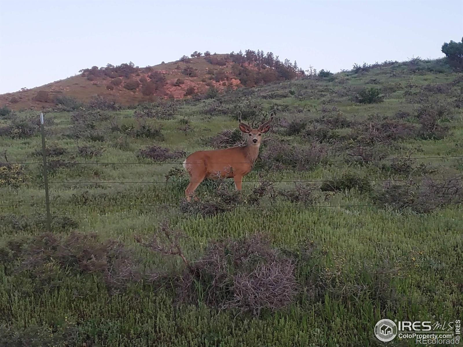 232 Red Mountain Court