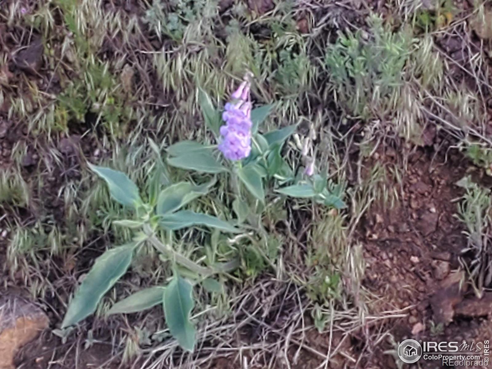 232 Red Mountain Court