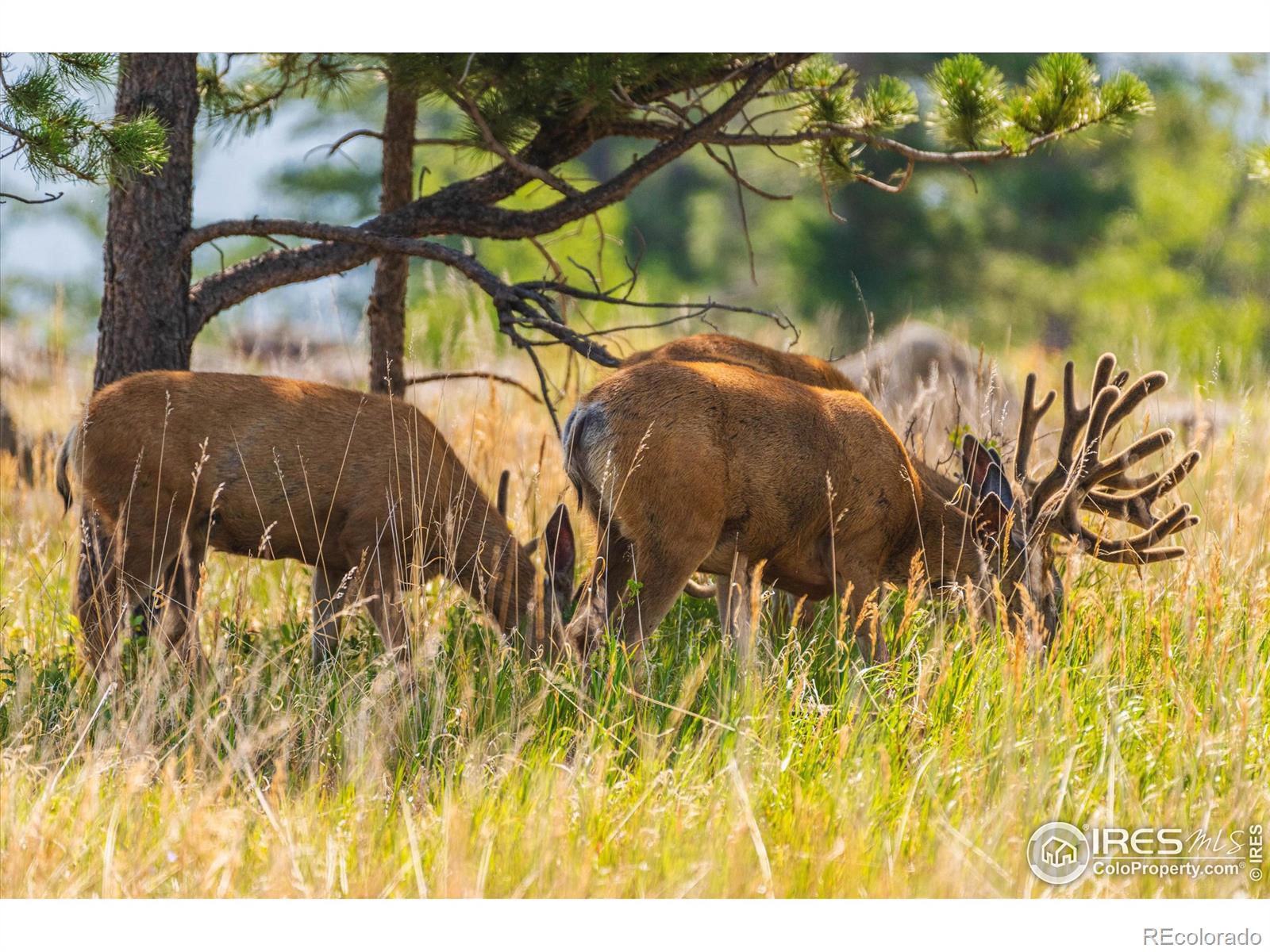 3805 Davis Ranch Road, Bellvue, CO, 80512 4 3805 Davis Ranch Road