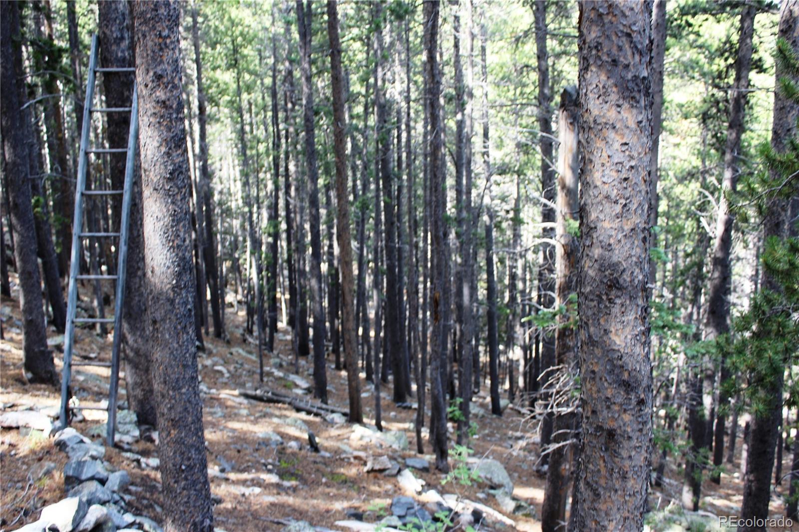 3504 Hidden Wilderness Road