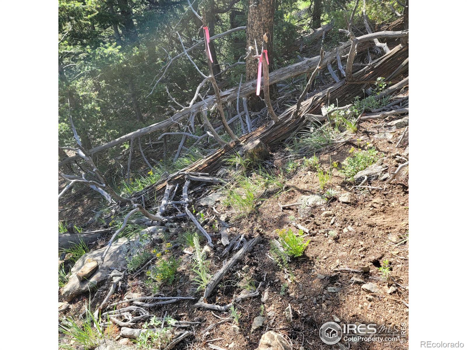 0 Gold Trail