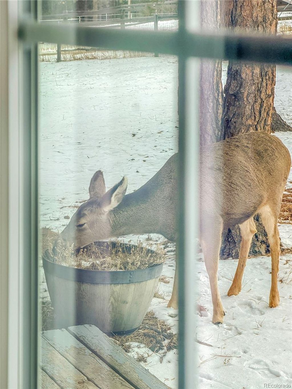 Photo of 99 Mohawk Trail, Pine, CO 80470 (MLS # 2993418)