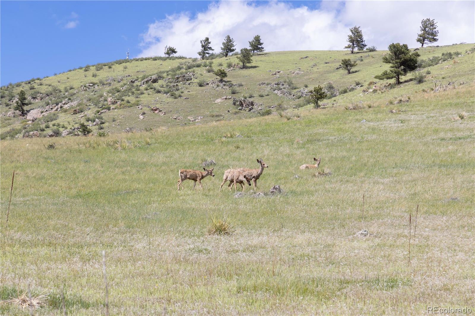 3600 Blue Mountain Trail