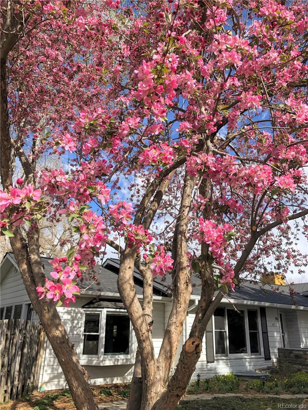 Photo of 99 S Holland Street, Lakewood, CO 80226 (MLS # 5542700)
