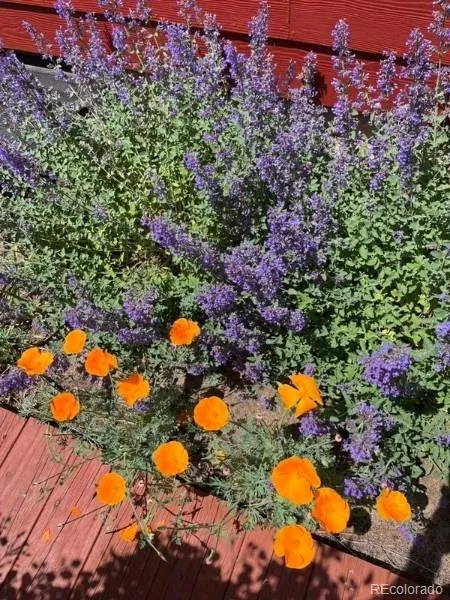 Brighton, Colorado 80601, United States, 3 Bedrooms Bedrooms, ,3 BathroomsBathrooms,Residential,Active,247371