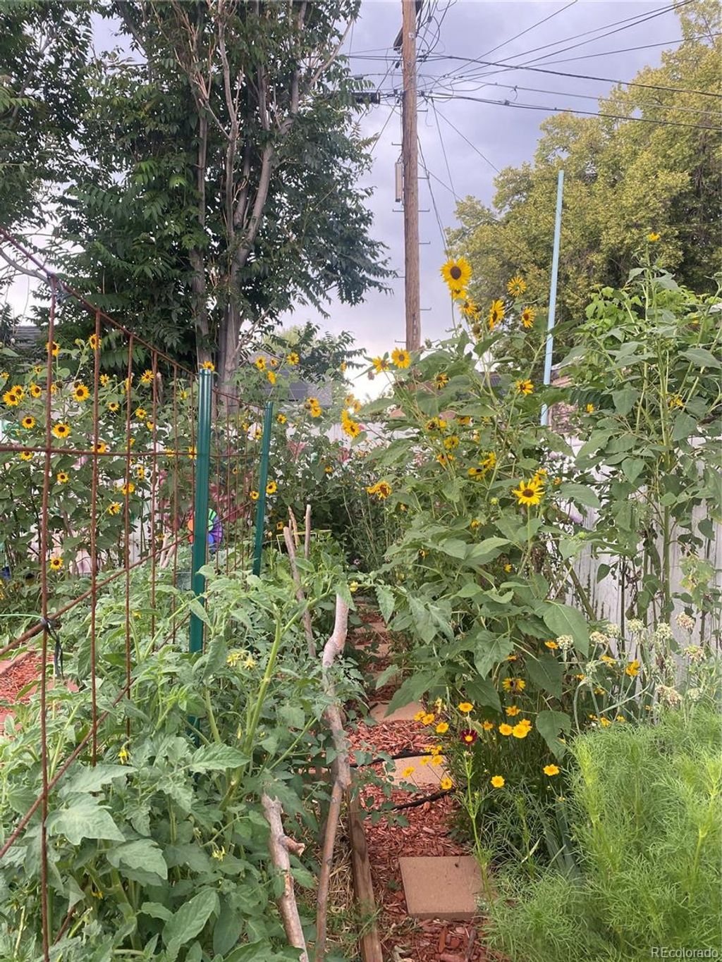 Photo of 3501 Sheridan Boulevard, Wheat Ridge, CO 80212 (MLS # 3032217)