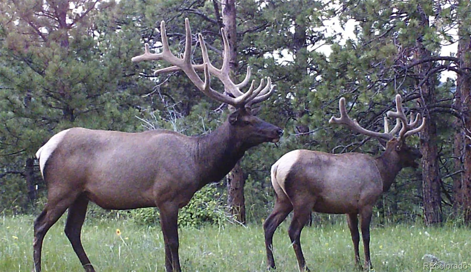 Golden, Colorado 80403, United States, 5 Bedrooms Bedrooms, ,3 BathroomsBathrooms,Residential,Active,171009