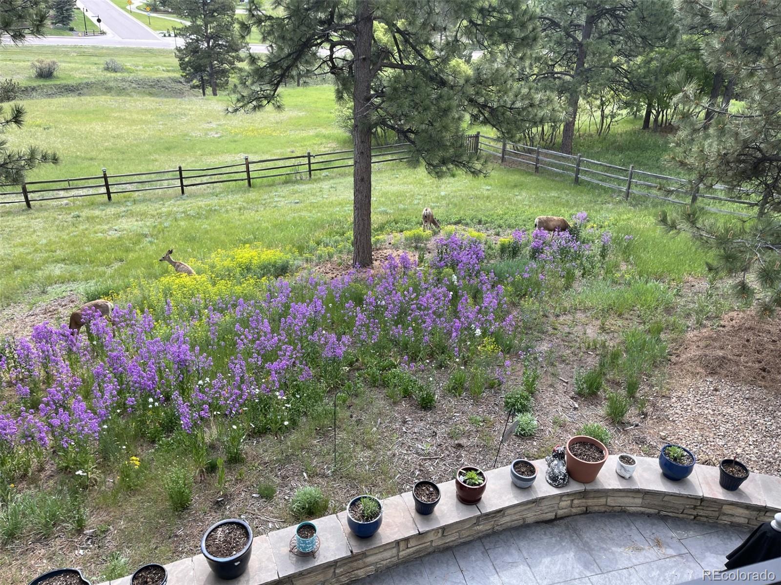 5213 Pinyon Jay Road