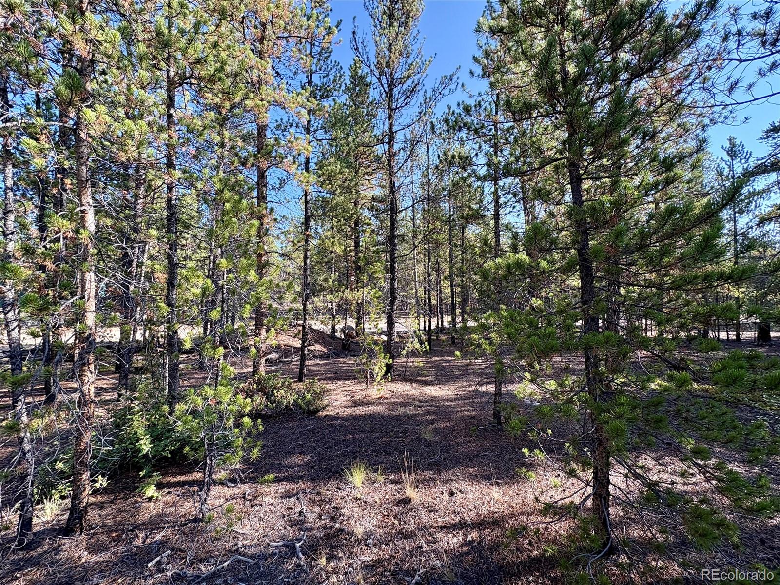 TBD-Lot 479 Birch Drive