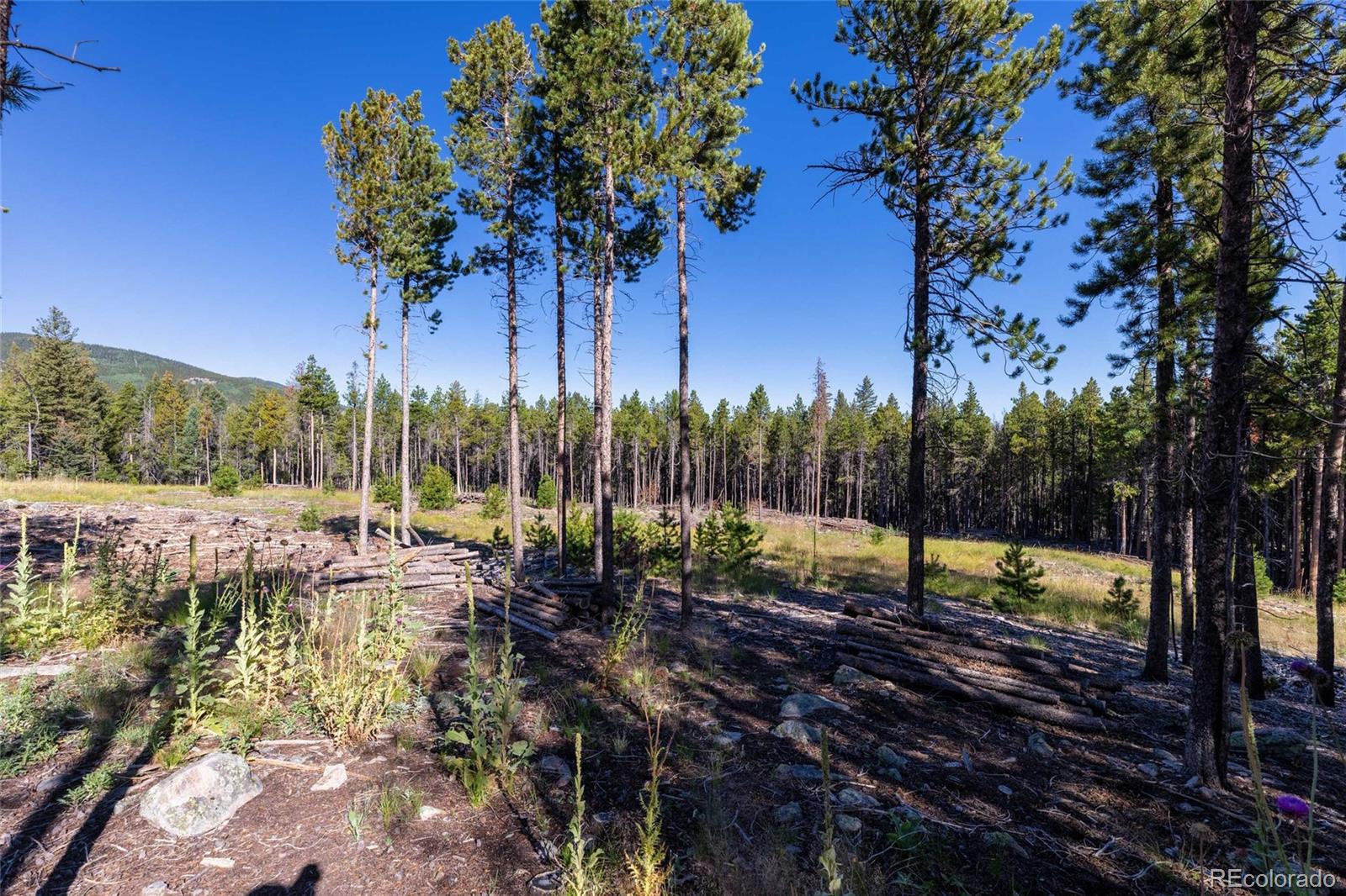 30894 Forest Shadow Trail