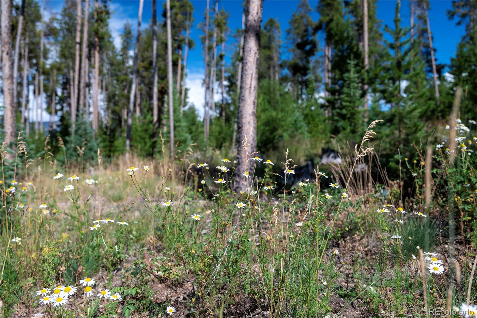 345 Moose Trail