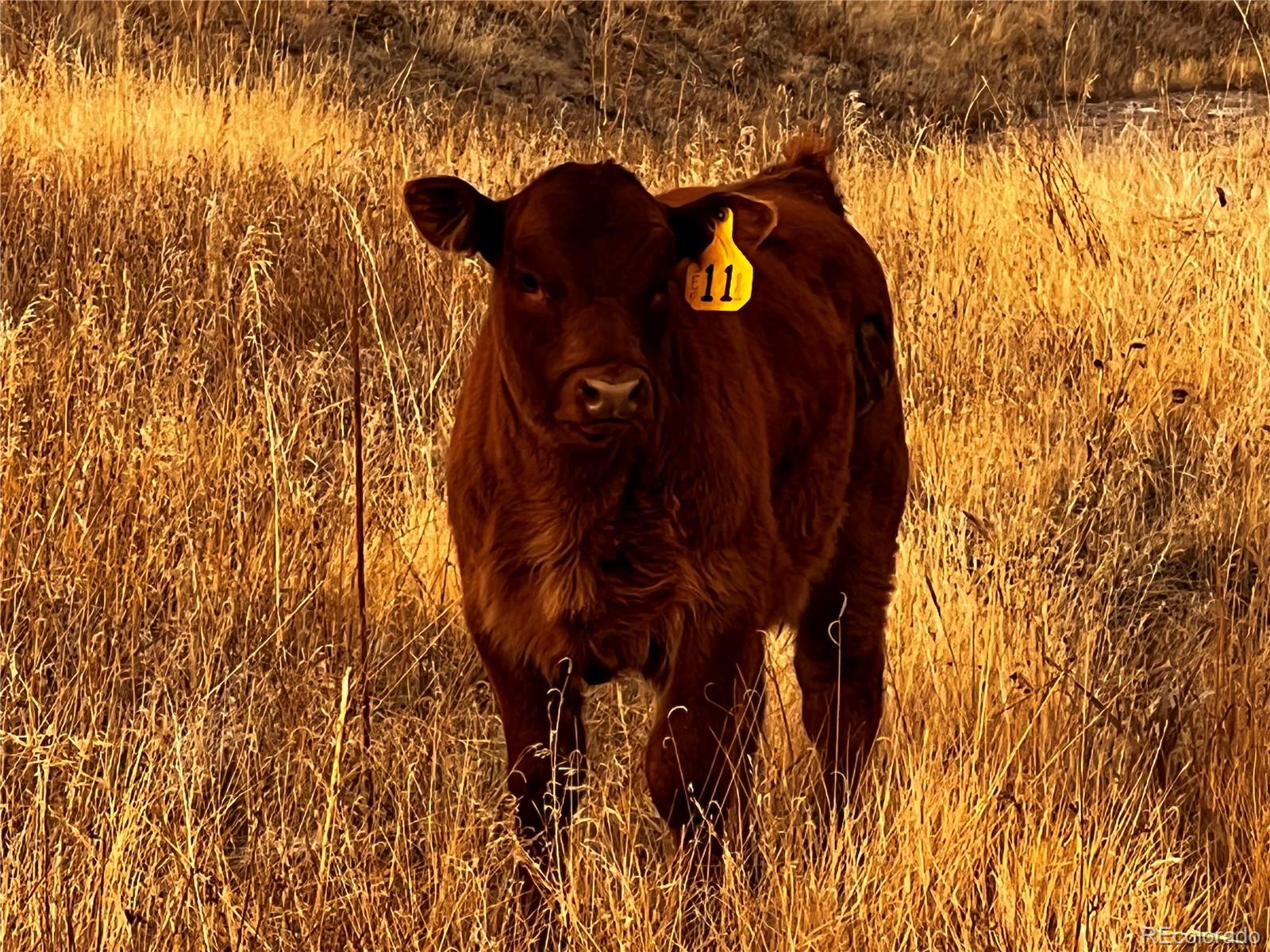 Parcel 4 County Road 33