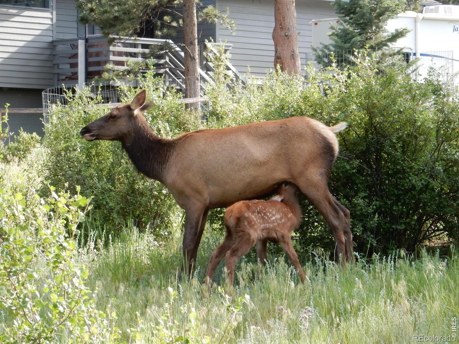 895 Elk Meadow Court