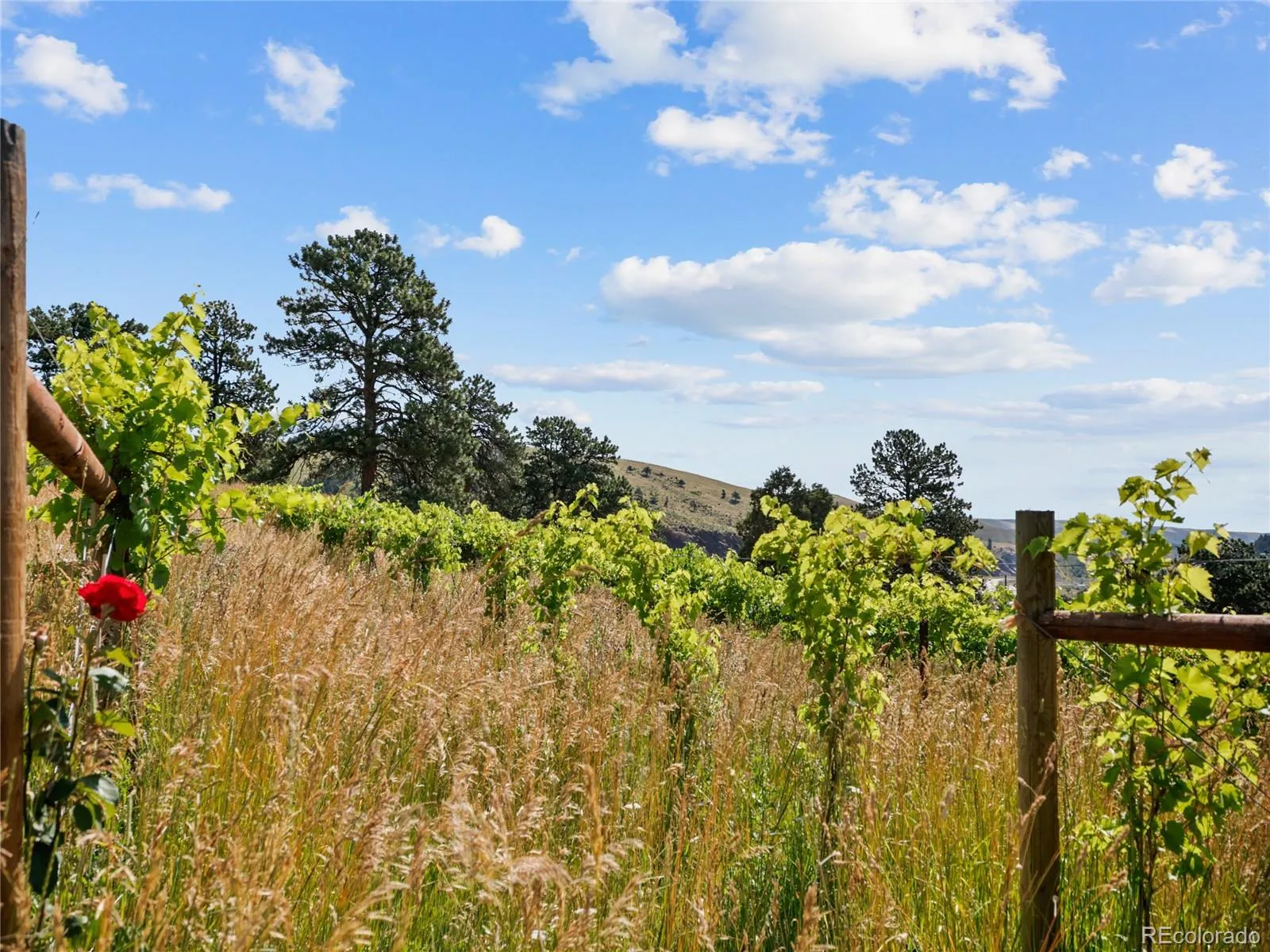 Golden, Colorado 80401, United States, 5 Bedrooms Bedrooms, ,2 BathroomsBathrooms,Residential,Active,164907