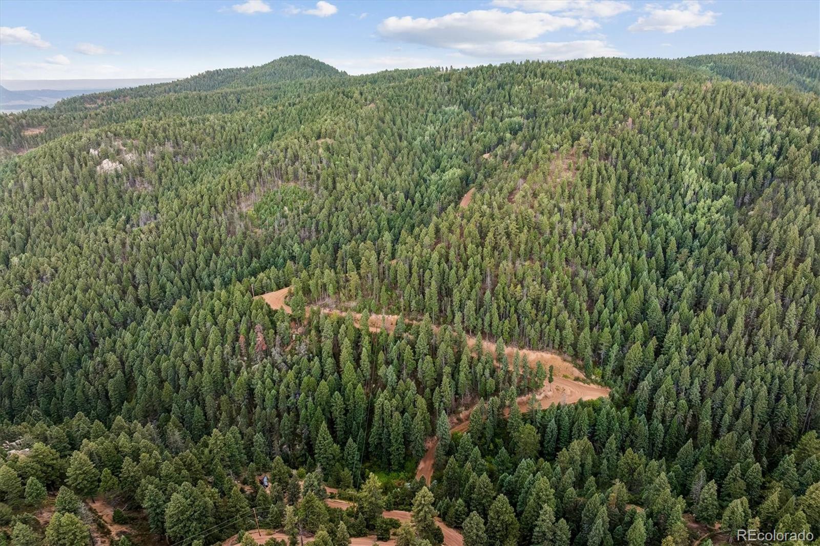 Forest Lane
