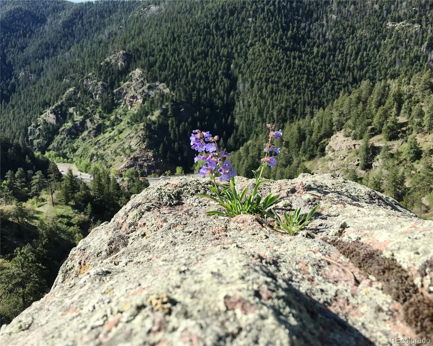 Morrison, Colorado 80465, United States, ,Land,Active,145493