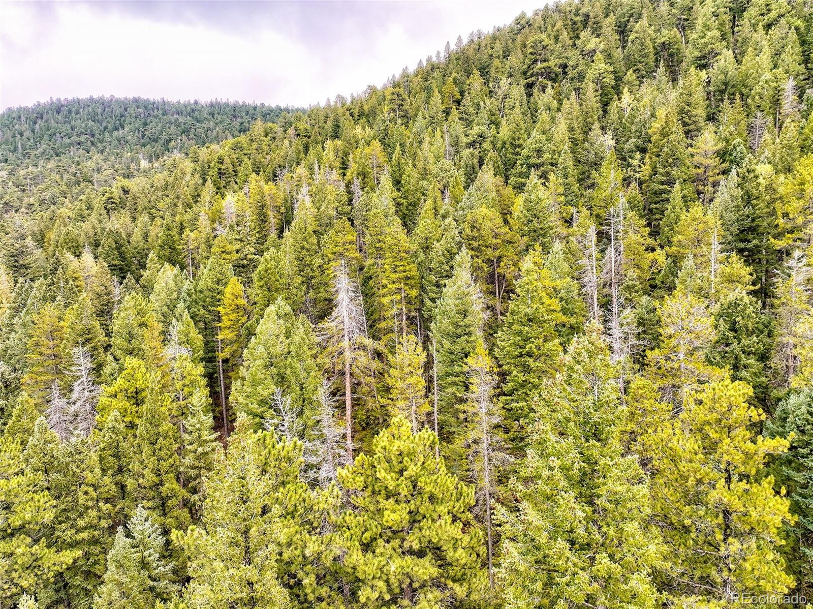 10862-10872 Twin Spruce Road