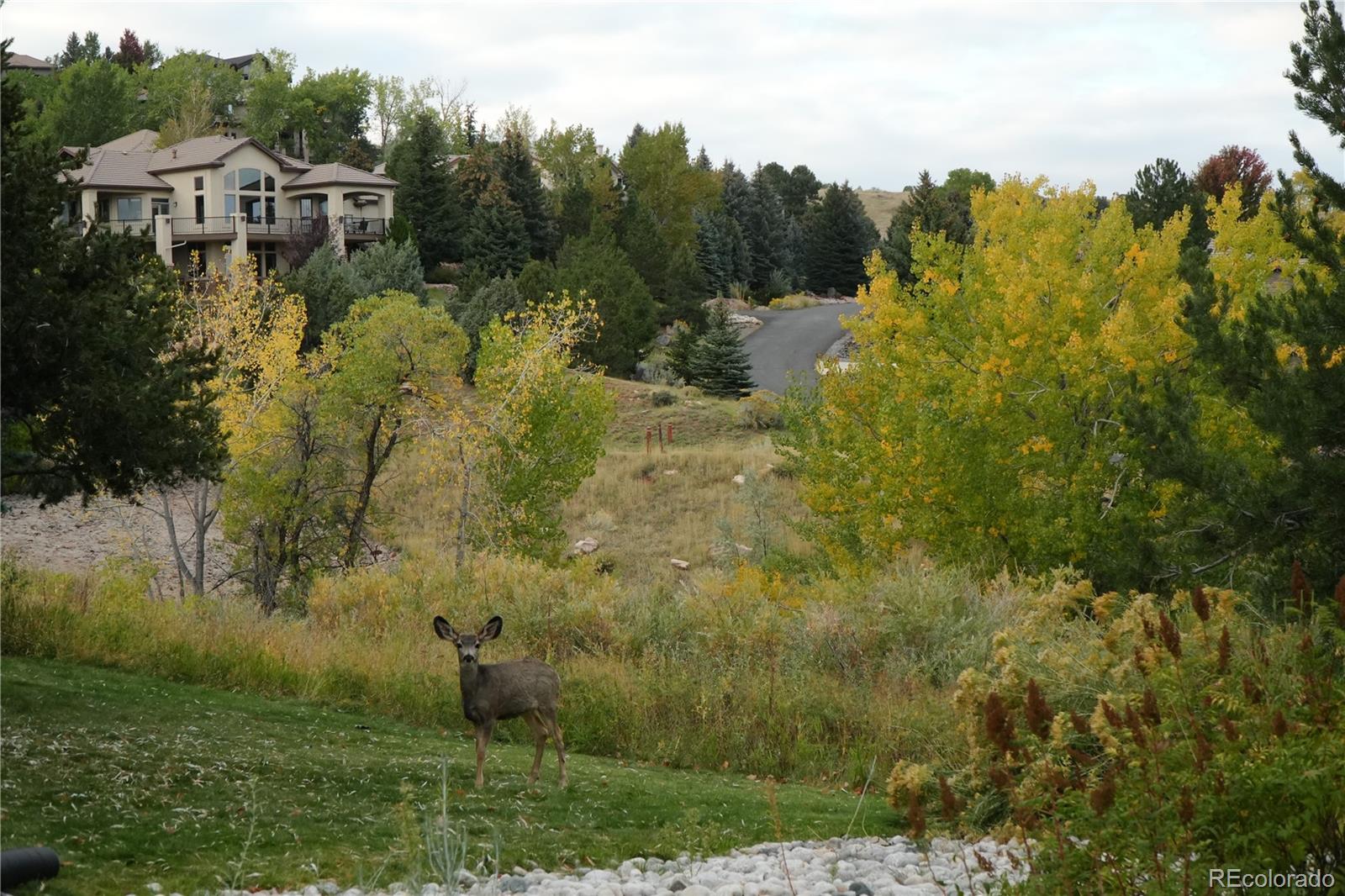 16113 Canyon Wren Way