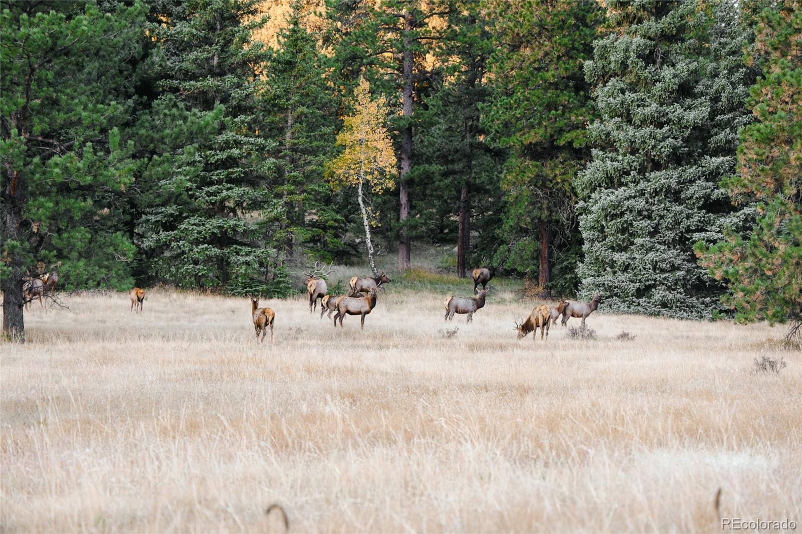 Upper Bear Creek Road