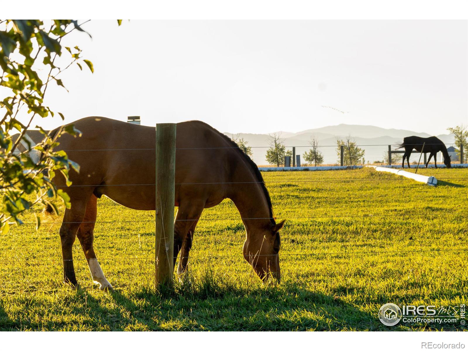 7755 Valleyview Circle, Windsor, CO, 80550 1 7755 Valleyview Circle