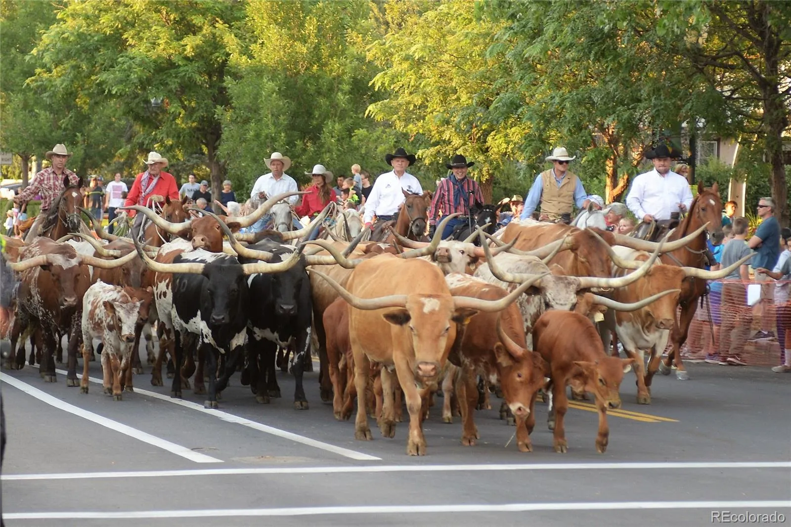 Castle Rock, Colorado 80104, United States, 4 Bedrooms Bedrooms, ,3 BathroomsBathrooms,Residential,Active,115488