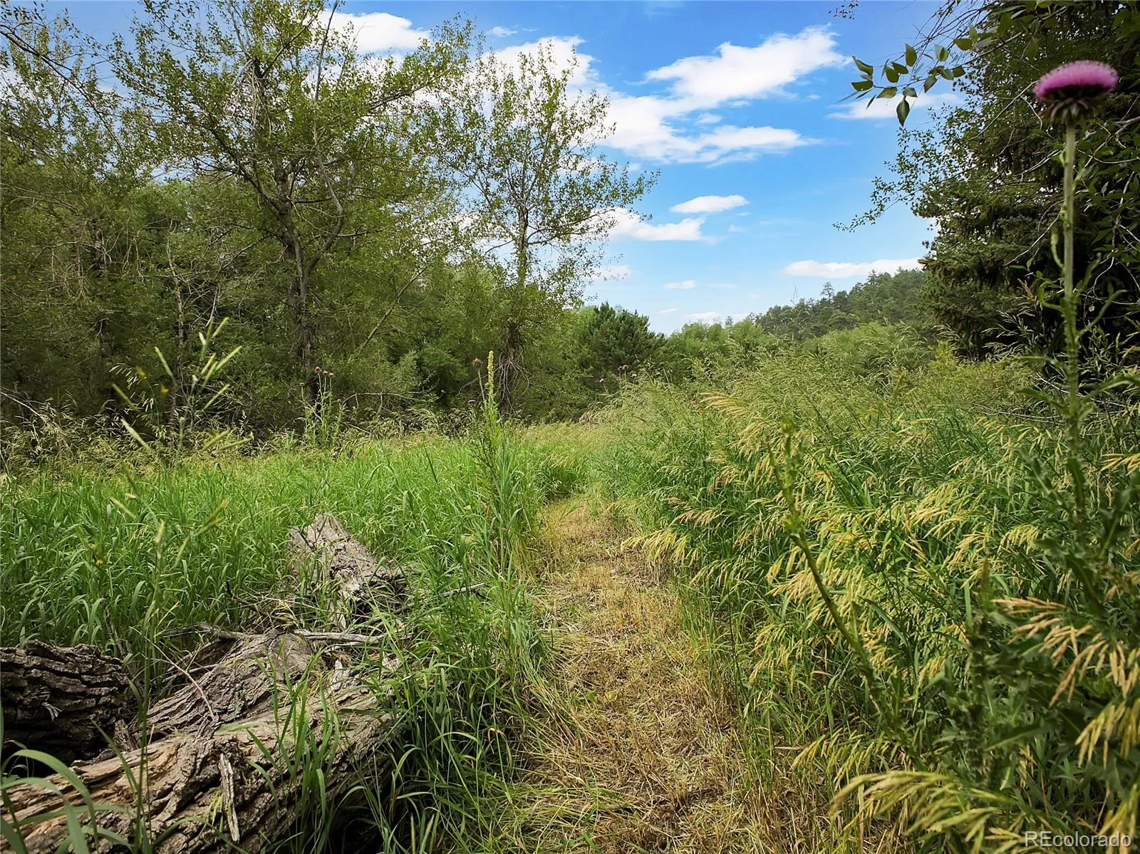 Indian Hills, Colorado 80454, United States, ,Land,Active,174416