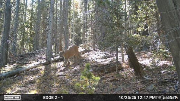 Photo 1 of 20 — Lot 3427 Grojean Drive, Fort Garland, CO 81133
