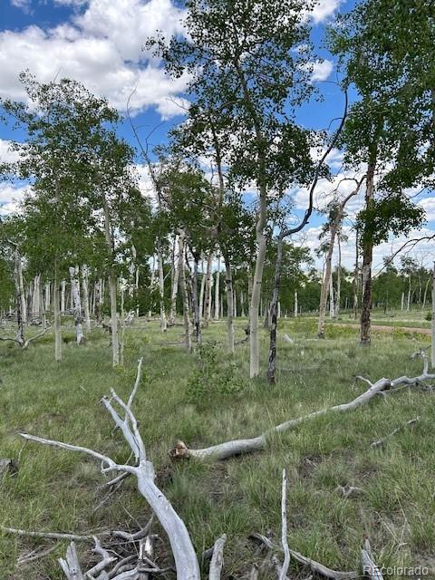 Summer Aspen Trees