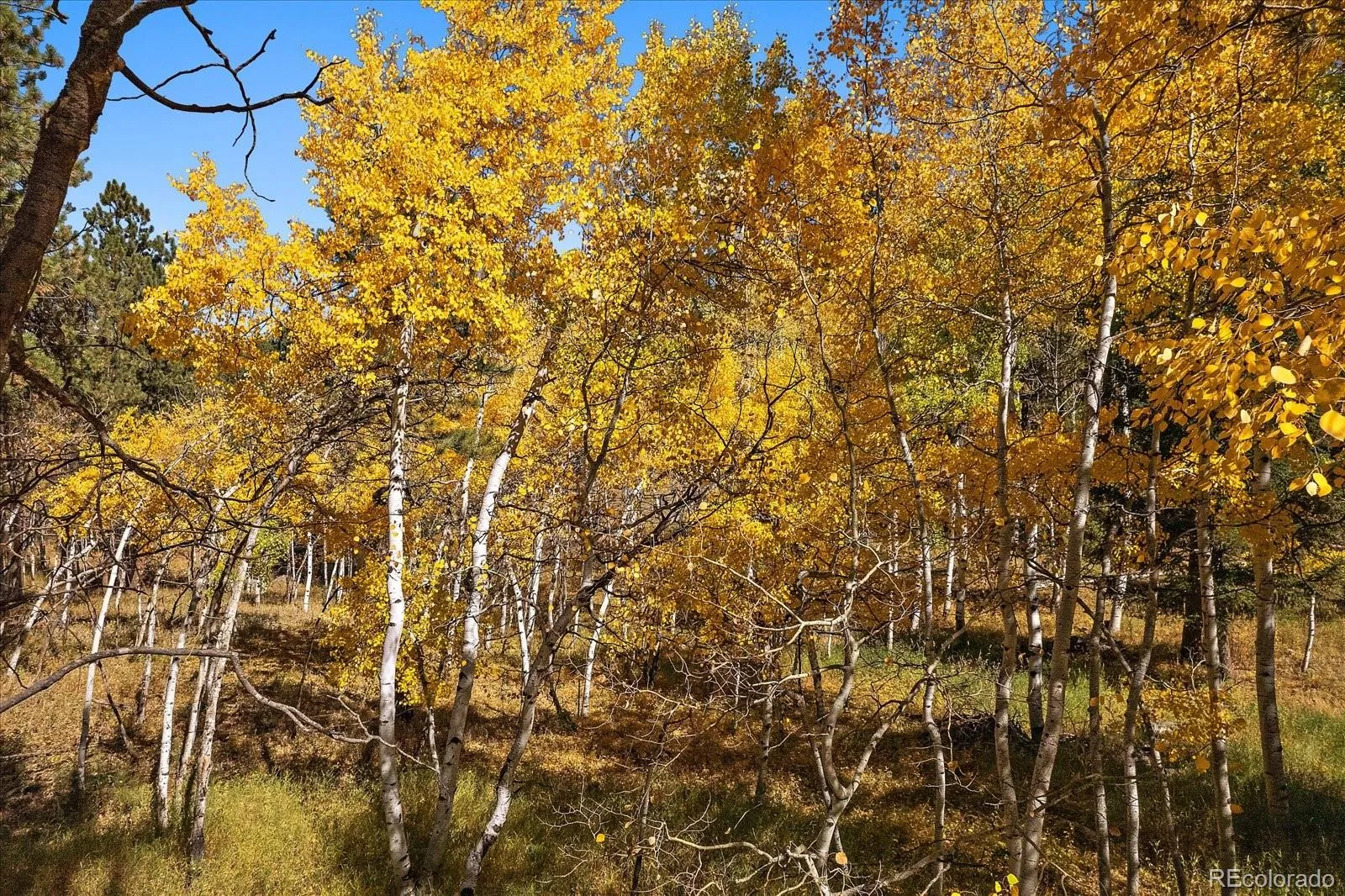 Bailey, Colorado 80421, United States, 1 Bedroom Bedrooms, ,1 BathroomBathrooms,Residential,Active,46725