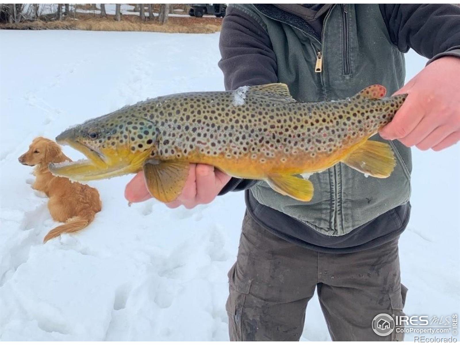 69 Mt Massive Trout Club