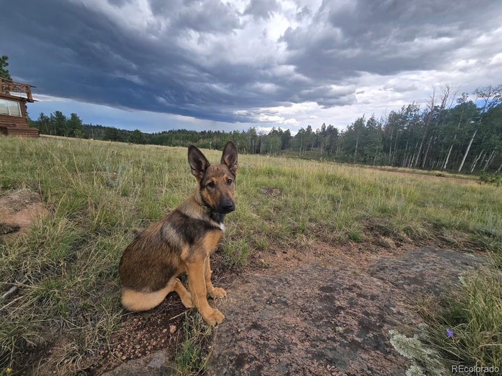 Photo 1 of 35 — 531 Aspen Way Drive, Florissant, CO 80816