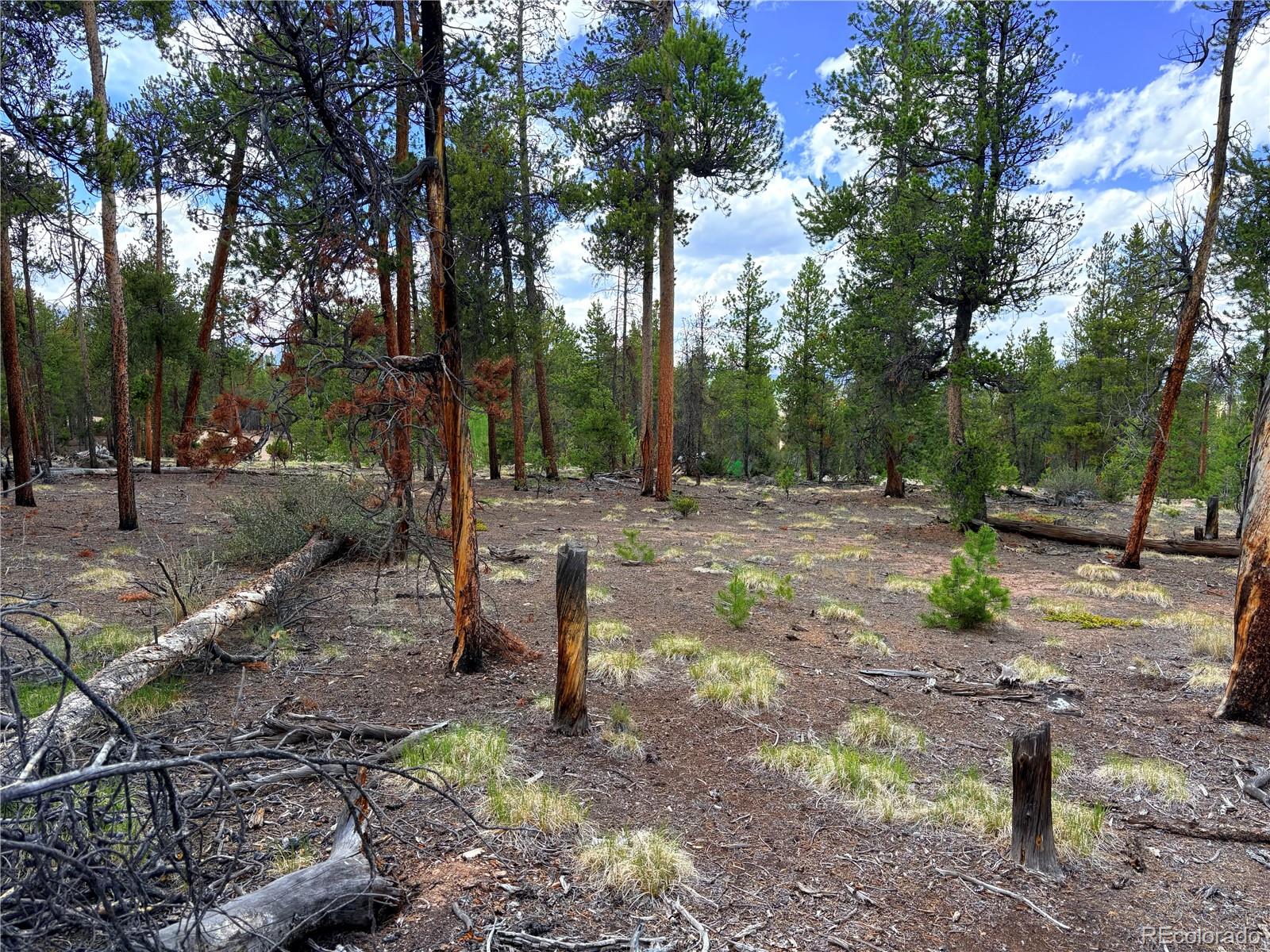 360 Lodgepole Drive