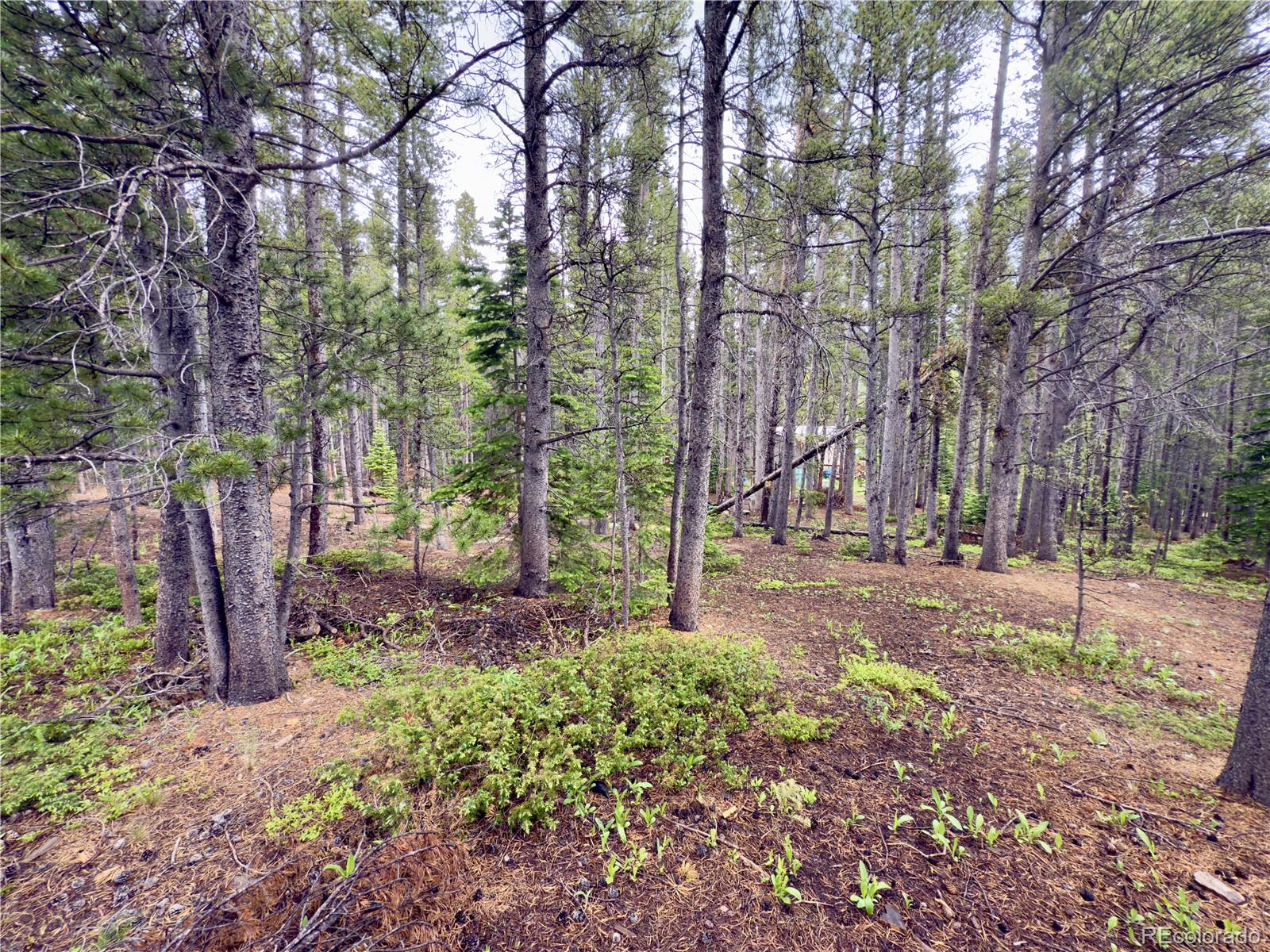 Lot 285 Lower Forest Road