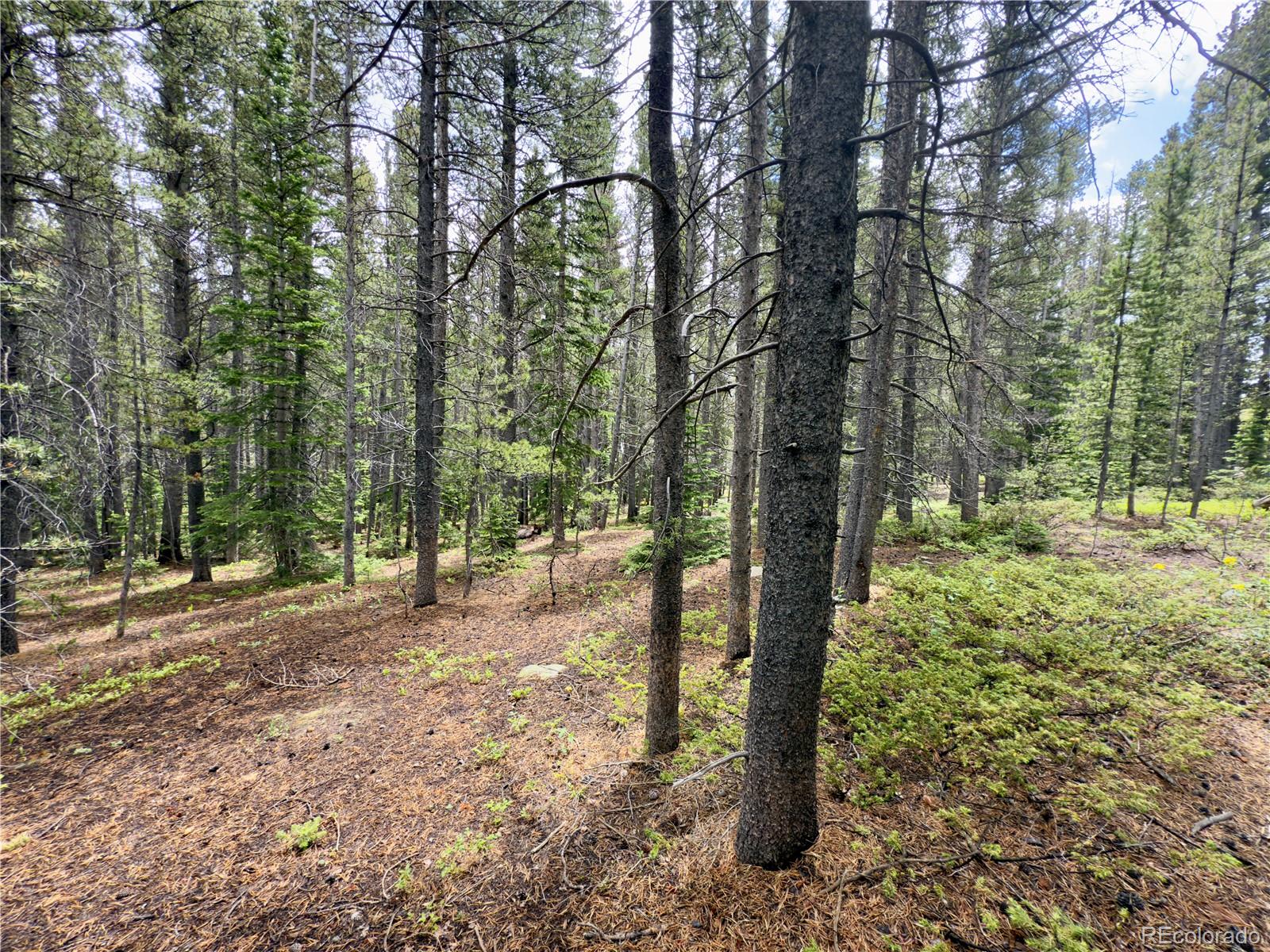 Lot 285 Lower Forest Road