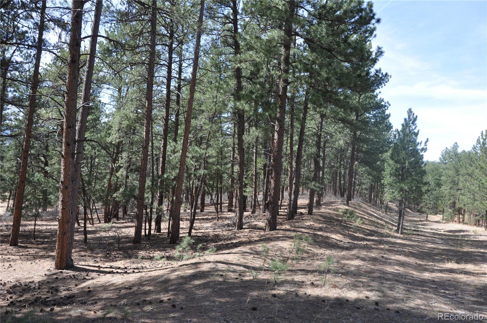 Wood Sorrel Rd, Larkspur, CO, 80118 Wood Sorrel Rd