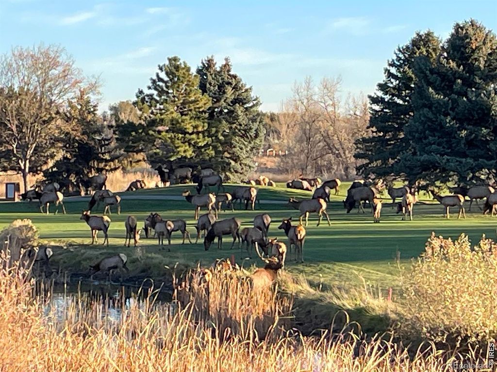 Photo of 4339 Golf Vista Drive, Loveland, CO 80537 (MLS # IR1055709)