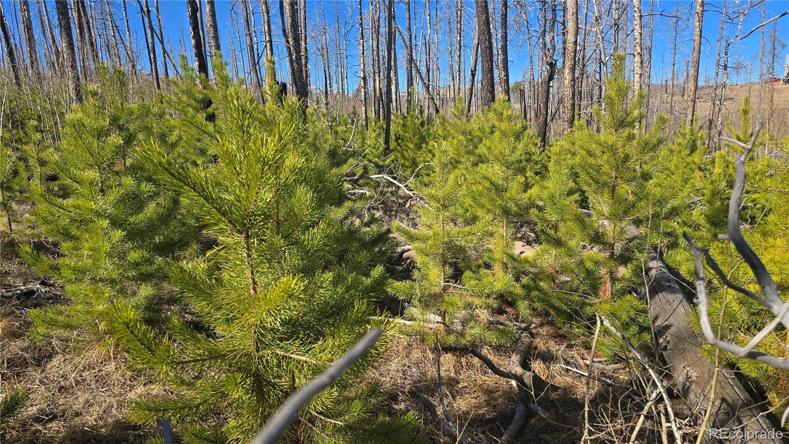 Lot 1470 Von Heyl Lane