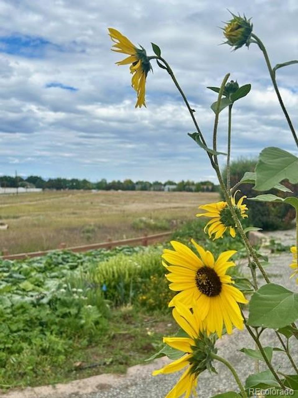 Photo of 1009 Acadia Avenue, Lafayette, CO 80026 (MLS # 2932863)