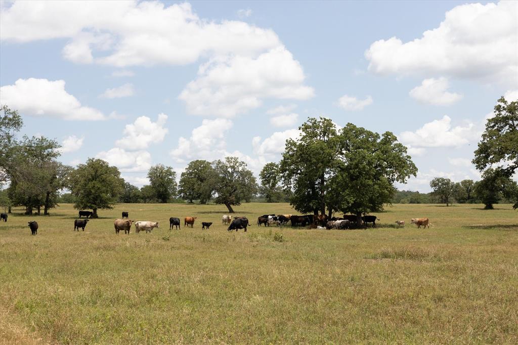 Catherine Campbell Surv A-142 - Residential