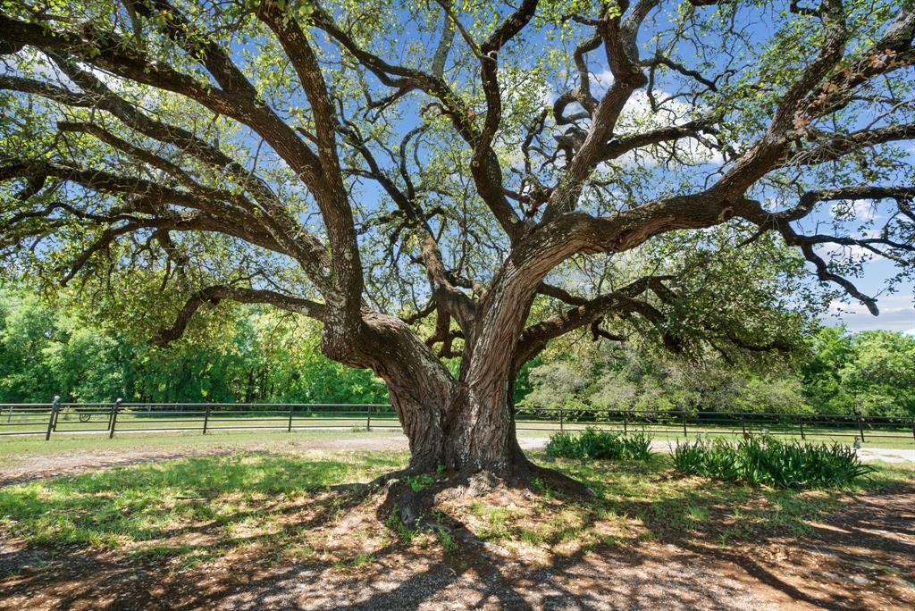 John Schroeder Surv Abs #505 - Residential