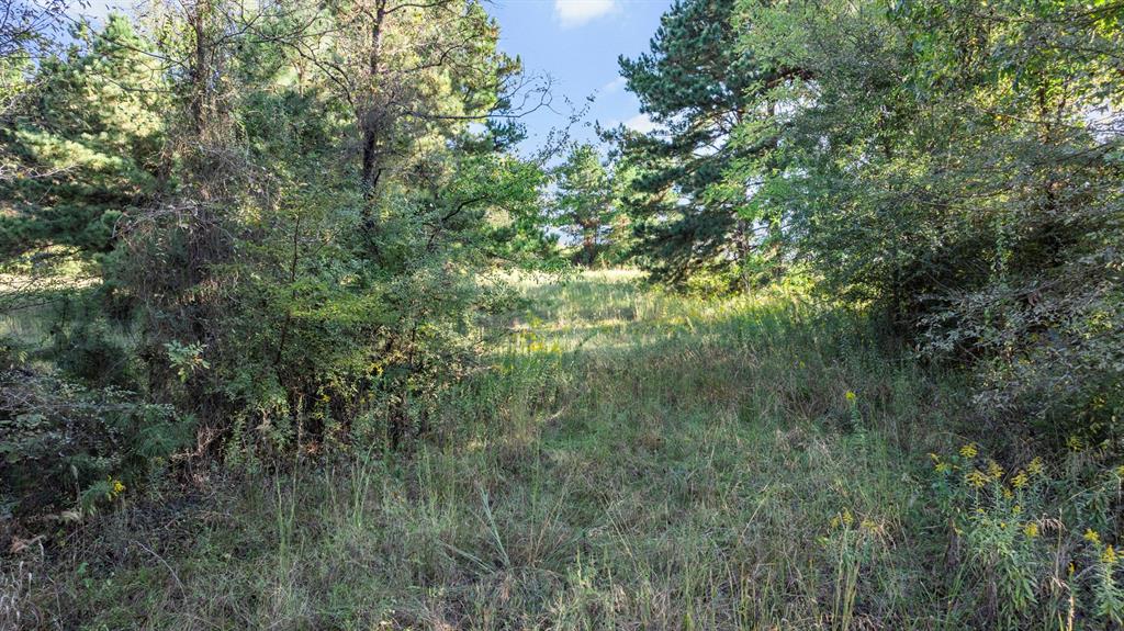 Veritatis Splendor - Land